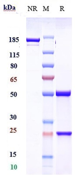 Anti-Phosphatidylserine Reference Antibody (bavituximab)