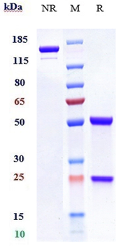 Anti-CA9 / CAIX Reference Antibody (girentuximab)