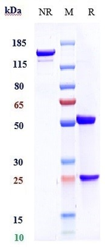 Anti-LRRC32 / TGFβ1 Reference Antibody (Livmoniplimab)