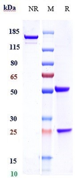 Anti-SARS-CoV-2 Reference Antibody (Adintrevimab)