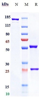 F3 / Factor III / Tissue Factor / CD142 Reference Antibody (TNX-832)