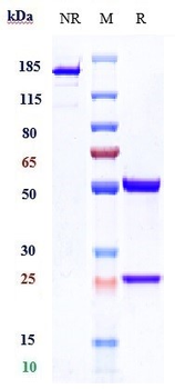 Anti-PSGL1 / CD162 Reference Antibody (neihulizumab)