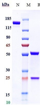 Anti-GCGR Reference Antibody (volagidemab)