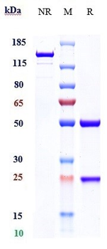 CD19 Reference Antibody (obexelimab)