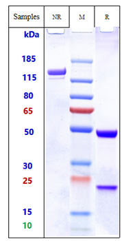 Anti-CD44v6 Reference Antibody (bivatuzumab)