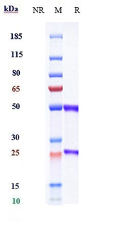 Anti-GREM1 / Gremlin Reference Antibody (Ginisortamab)
