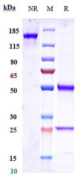 Anti-IGF1R / CD221 Reference Antibody (dalotuzumab)
