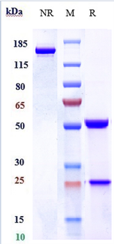 Anti-KIR3DL2 / CD158k Reference Antibody (lacutamab)