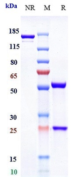 LINGO1 Reference Antibody (opicinumab)