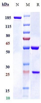 Anti-Staphylococcus aureus α toxin Reference Antibody (Tosatoxumab)