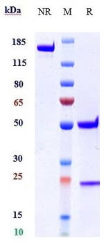 Anti-IL-1RL1 / ST2 / IL-33R Reference Antibody (astegolimab)