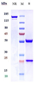 Anti-Phosphorylcholine Reference Antibody (ATH3G10)