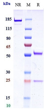 Anti-TNFRSF17 / BCMA / CD269 Reference Antibody (belantamab mafodotin)