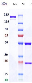 Anti-TIM-3 / HAVCR2 / CD366 Reference Antibody (Surzebiclimab)