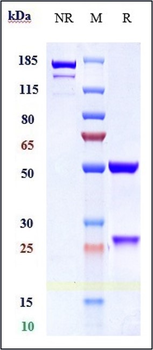 Anti-Alpha-synuclein Reference Antibody (cinpanemab)