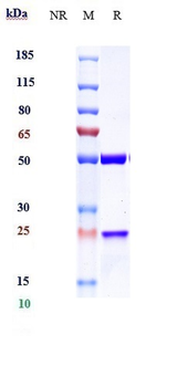Anti-IL-13 Reference Antibody (cendakimab)