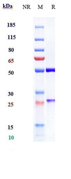 Anti-IL-23 Reference Antibody (brazikumab)