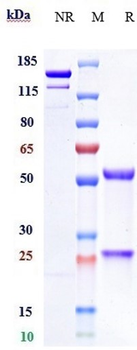 Anti-Spike RBD Reference Antibody (Romlusevimab)