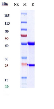 IL-13 Reference Antibody (abrezekimab)