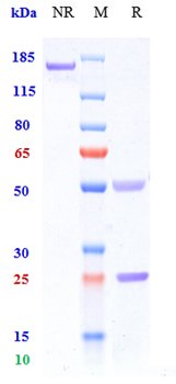 Anti-TNFRSF5 / CD40 Reference Antibody (iscalimab)