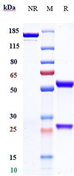 Anti-ERBB1 / EGFR / HER1 Reference Antibody (cetuximab)