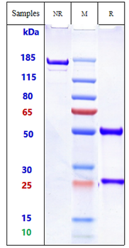 Anti-GD2 Reference Antibody (dinutuximab)
