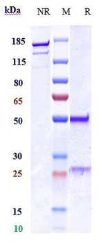 Anti-MPL / TPOR / CD110 Reference Antibody (TA136)