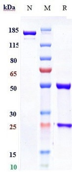 Anti-Rabies virus GP Reference Antibody (foravirumab)