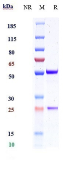 Anti-IL-1RL1 / ST2 / IL-33R Reference Antibody (melrilimab)