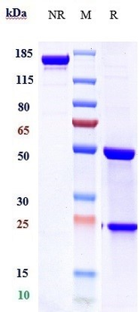 Anti-TNFRSF10B / TRAILR2 / CD262 Reference Antibody (tigatuzumab)