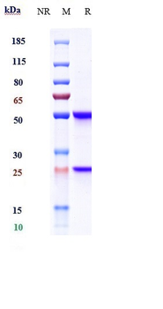 Anti-CD93 Reference Antibody (Dcby02)