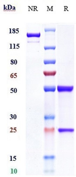 Anti-MUC16 Reference Antibody (Sofituzumab vedotin)