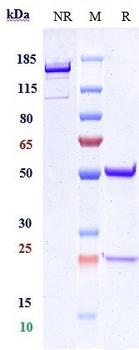 Anti-GDF8 / Myostatin Reference Antibody (domagrozumab)
