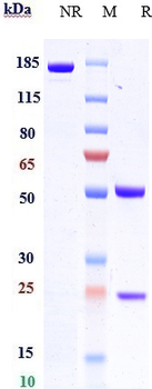 Anti-CCL20 Reference Antibody (GSK3050002)