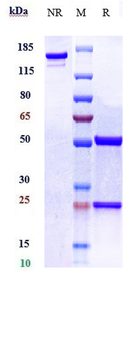 NAMPT Reference Antibody (Alt-100)
