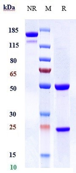 Anti-ICAM1 / CD54 Reference Antibody (Enlimomab)