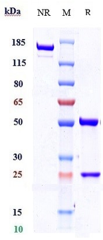 Anti-TEM1 / Endosialin / CD248 Reference Antibody (ontuxizumab)