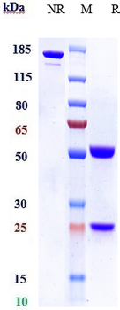 Anti-FGF19 Reference Antibody (1A6)
