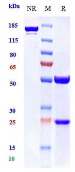 TNFRSF5 / CD40 Reference Antibody (giloralimab)