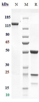 Anti-AMHR2 Reference Antibody (murlentamab)