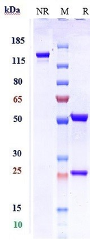 Anti-IL-5 Reference Antibody (depemokimab)