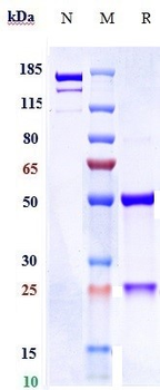 Anti-ERBB2 / HER2 / CD340 Reference Antibody (Anbenitamab)