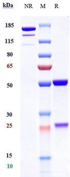 Anti-PA Reference Antibody (Raxibacumab)