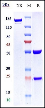 CanAg Reference Antibody (Cantuzumab)