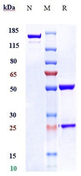 Anti-F3 / Factor III / Tissue Factor / CD142 Reference Antibody (tisotumab)