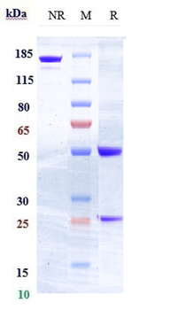 Anti-FLT3 / CD135 Reference Antibody (IMC-EB10)