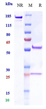 Anti-NCAM1 / CD56 Reference Antibody (lorvotuzumab mertansine)