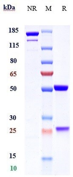 Anti-F12 / Factor XII Reference Antibody (garadacimab)