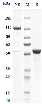Anti-TSPAN26 / CD37 Reference Antibody (otlertuzumab)