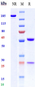 Anti-Hepcidin / HAMP Reference Antibody (LY2787106)